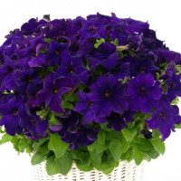 Петунія ампельна  Capri F1 Blue, 10 шт, Farao
