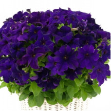 Петунія ампельна  Capri F1 Blue, 10 шт, Farao