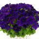 Петунія ампельна Capri F1 Blue, 100 шт, Farao