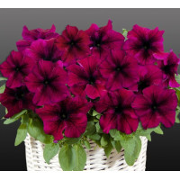 Петунія ампельна Capri F1 Burgundy, 10 шт, Farao