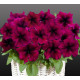 Петунія ампельна Capri F1 Burgundy, 10 шт, Farao