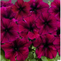 Петунія ампельна Capri F1 Burgundy, 100 шт, Farao