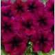 Петунія ампельна Capri F1 Burgundy, 10 шт, Farao
