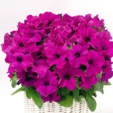 Петуния Capri F1 Lilac