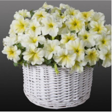 Петуния Capri F1 Lime Yellow
