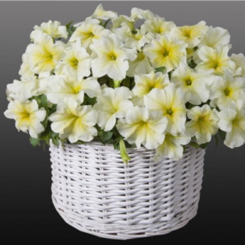 Петуния Capri F1 Lime Yellow