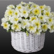 Петуния Capri F1 Lime Yellow