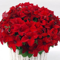 Петуния Capri F1 Red