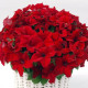 Петуния Capri F1 Red