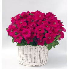 Петунія ампельна Capri F1 Rose, 10 шт, Farao