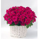 Петунія ампельна Capri F1 Rose, 10 шт, Farao