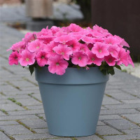 Петунія ампельна E3 Easy Wave® F1 Pink Cosmo, 5 шт, PanAmerican