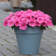 Петунія ампельна E3 Easy Wave® F1 Pink Cosmo, 5 шт, PanAmerican