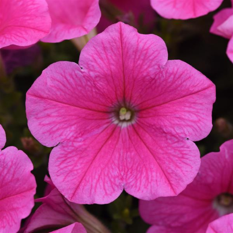 Петунія ампельна E3 Easy Wave® F1 Pink Cosmo, 5 шт, PanAmerican