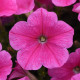 Петунія ампельна E3 Easy Wave® F1 Pink Cosmo, 5 шт, PanAmerican