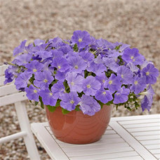 Петунія ампельна E3 Easy Wave® F1 Sky Blue, 5 шт, PanAmerican