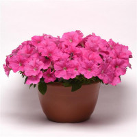 Петунія ампельна E3 Easy Wave® F1 Pink, 5 шт, PanAmerican