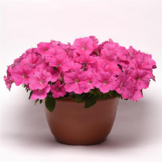 Петунія ампельна E3 Easy Wave® F1 Pink, 5 шт, PanAmerican