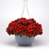 Петунія ампельна E3 Easy Wave® F1 Red, 5 шт, PanAmerican