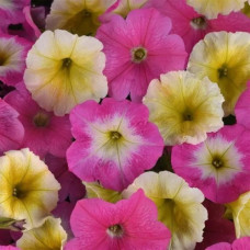 Петуния E3 Easy Wave® F1 Sweet Taffy Mix (Pink Cosmo, Yellow and Rose Morn)
