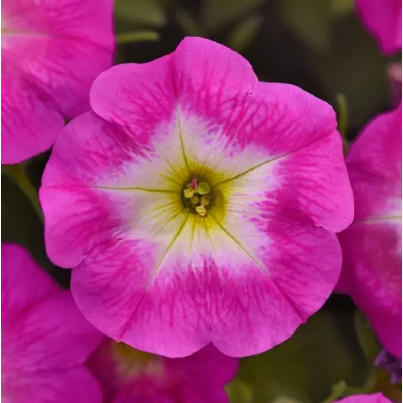 Петунія ампельна EASY WAVE® F1 Rose Morn, 5 шт, PanAmerican