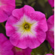 Петунія ампельна EASY WAVE® F1 Rose Morn, 5 шт, PanAmerican