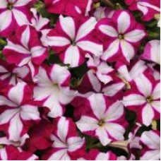 Петунія ампельна EASY WAVE® F1 BURGUNDY STAR, 5 шт, PanAmerican