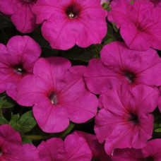 Петунія ампельна EASY WAVE® F1 NEON ROSE, 5 шт, PanAmerican