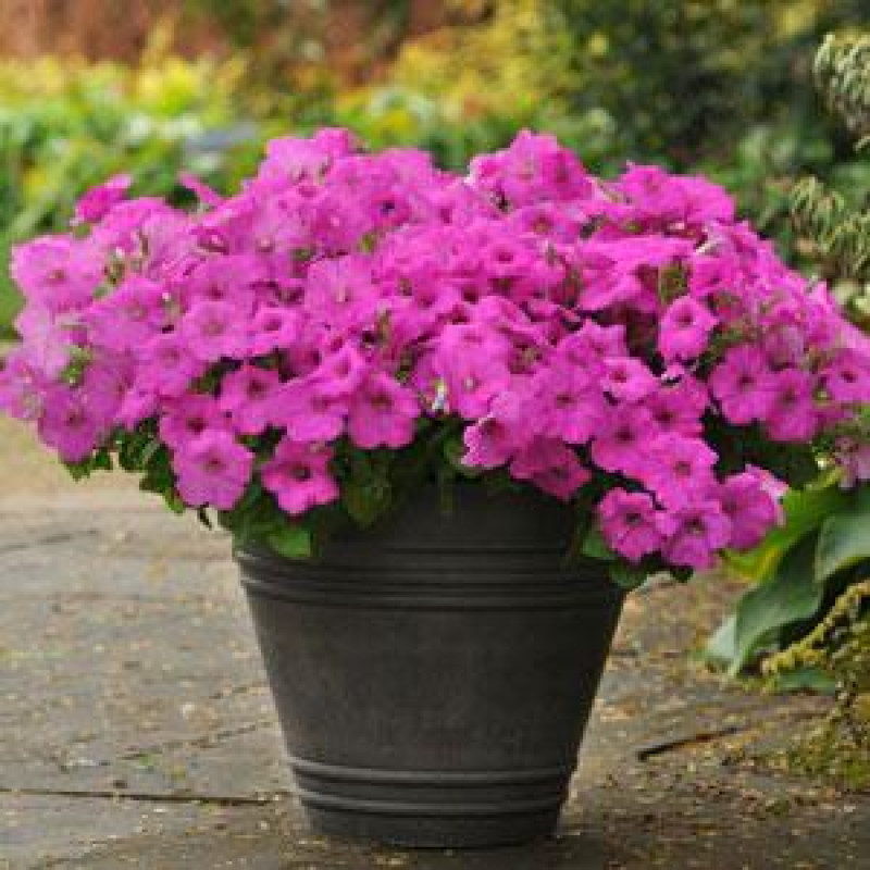 Петунія ампельна EASY WAVE® F1 NEON ROSE, 25 шт, PanAmerican