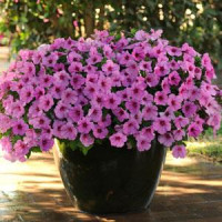 Петунія ампельна EASY WAVE® F1 PINK PASSION, 5 шт, PanAmerican