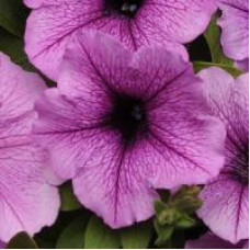 Петунія ампельна EASY WAVE® F1 PLUM VEIN, 5 шт, PanAmerican