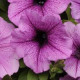 Петунія ампельна EASY WAVE® F1 PLUM VEIN, 5 шт, PanAmerican
