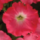 Петунія ампельна EASY WAVE® F1 ROSY DAWN, 100 шт, PanAmerican