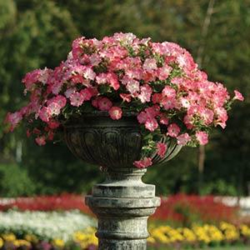 Петунія ампельна EASY WAVE® F1 ROSY DAWN, 25 шт, PanAmerican