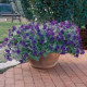 Петуния ампельная WAVE®F1 BLUE