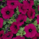Петунія ампельна  WAVE®F1 PURPLE CLASSIC, 25 шт, PanAmerican