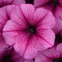 Петунія ампельна EASY WAVE® F1 Rose Fusion, 1000 шт, PanAmerican