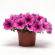 Петунія ампельна EASY WAVE® F1 Rose Fusion, 25 шт, PanAmerican