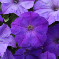 Петунія ампельна EASY WAVE® F1 Lavender Sky Blue, 100 шт, PanAmerican