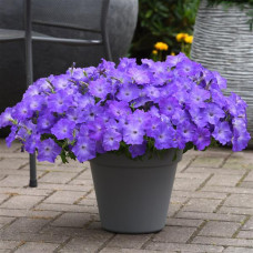 Петунія ампельна EASY WAVE® F1 Lavender Sky Blue, 5 шт, PanAmerican