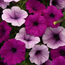 Петуния EASY WAVE® F1 MIX PLUM PUDDING