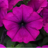 Петунія ампельна EASY WAVE® F1 VIOLET, 100 шт, PanAmerican