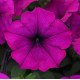 Петунія ампельна EASY WAVE® F1 VIOLET, 1000 шт, PanAmerican