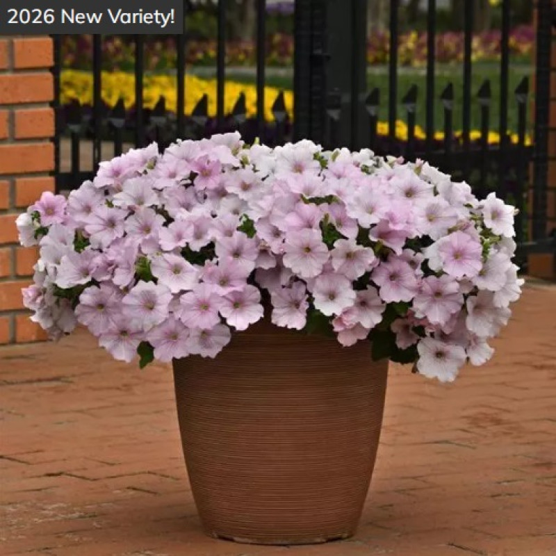 Петунія ампельна EASY WAVE® F1 Pink Pearl, 5 шт, PanAmerican
