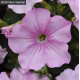 Петунія ампельна EASY WAVE® F1 Pink Pearl, 5 шт, PanAmerican