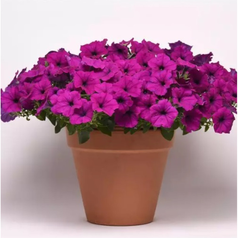 Петунія ампельна EASY WAVE® F1 VIOLET, 1000 шт, PanAmerican