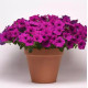 Петунія ампельна EASY WAVE® F1 VIOLET, 1000 шт, PanAmerican