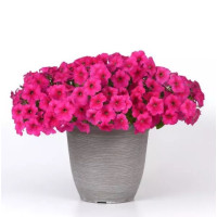 Петунія ампельна EASY WAVE® F1 Rose, 100 шт, PanAmerican