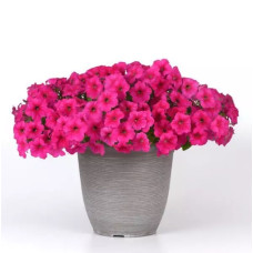 Петунія ампельна EASY WAVE® F1 Rose, 1000 шт, PanAmerican