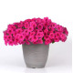 Петунія ампельна EASY WAVE® F1 Rose, 100 шт, PanAmerican